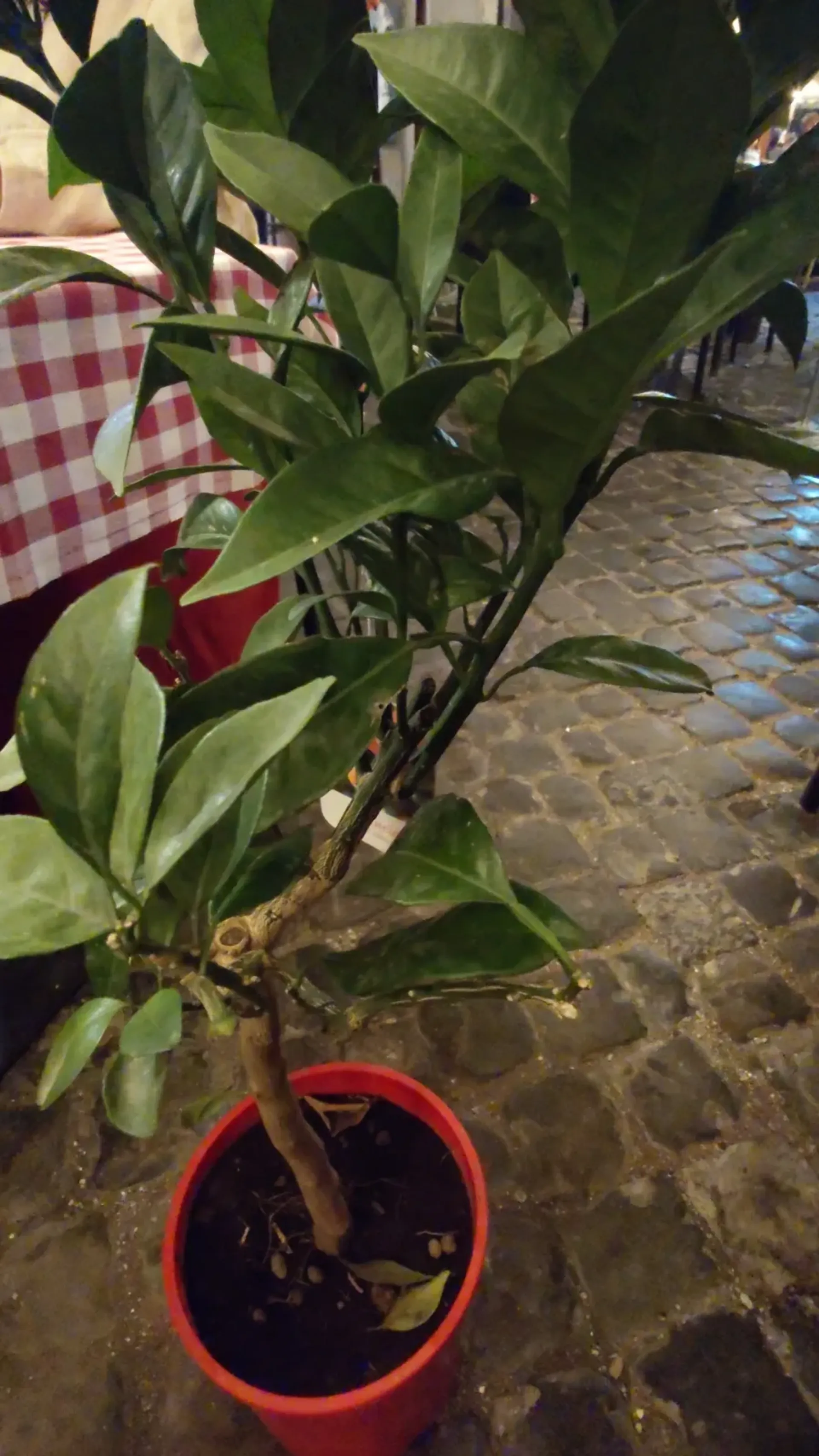 Pirmā sludinājuma fotoattēls: Citronkoks